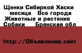 Щенки Сибиркой Хаски 2 месяца - Все города Животные и растения » Собаки   . Брянская обл.